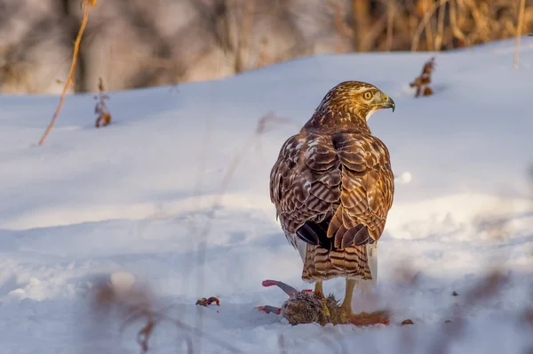 Roodstaart Havik Eet Een Eekhoorn Een Besneeuwde Winterdag Buurt Van — Stockfoto