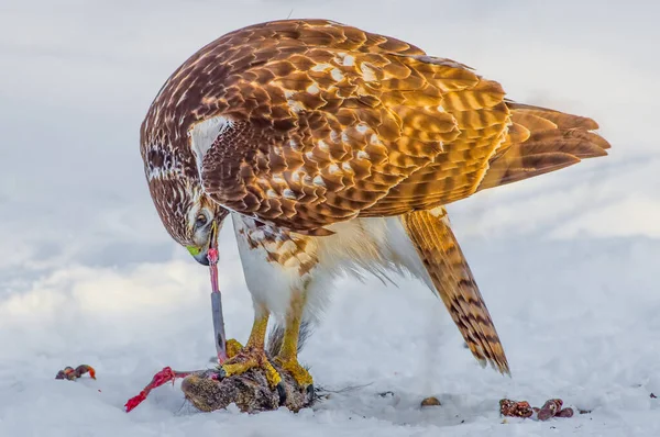 Roodstaart Havik Eet Een Eekhoorn Een Besneeuwde Winterdag Buurt Van — Stockfoto