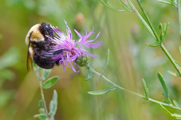 Bumble bee türleri Kuzey Wisconsin 'deki Crex Meadows Vahşi Yaşam Bölgesi' nde mor bir kır çiçeğiyle besleniyor / tozlaşıyorlar.