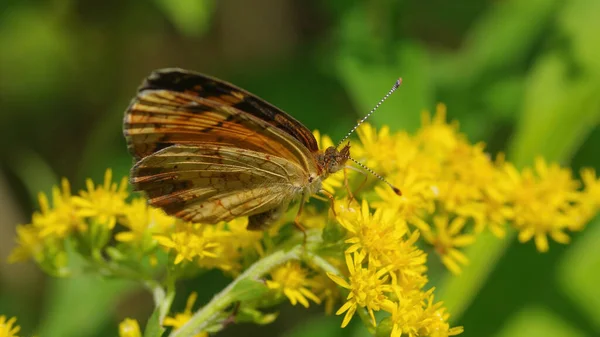 Butterfly Possibly Crescent Species Yellow Goldenrod Wildflower Grasslands Crex Meadows — Stock Photo, Image