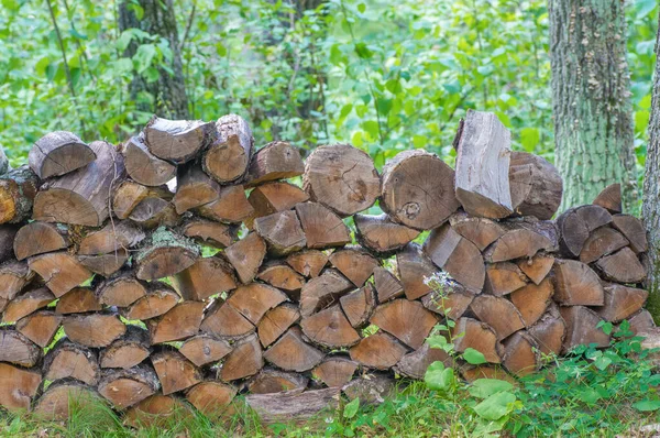 Wood pile in forest with cut wood for fires and heat