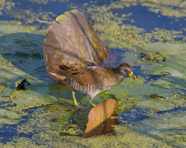 Sora Minnesota River Early Fall Feeding Nearby Patch Wild Rice — Stock Photo, Image