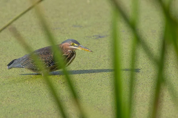 Green Heron Water Covered Green Seeds Tall Green Grasses Reeds — Stock Photo, Image