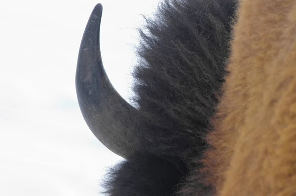 Buffel Yellowstone Nationalpark Vintern Mammoth Varma Källor Öppet Vintermånaderna — Stockfoto