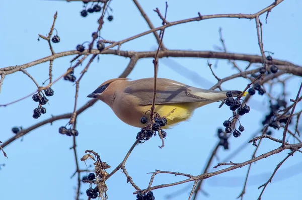 Cedar Voskování Jíst Bobule Stromě Ona Sedí Zimě Blízkosti Řeky — Stock fotografie