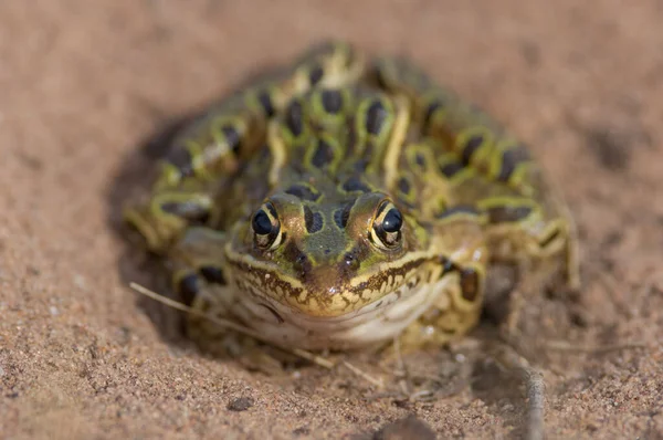 크룩스 야생동물 구역의 토양에서 개구리 — 스톡 사진
