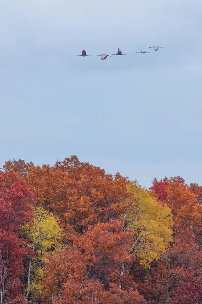 Kum tepesi turnaları sonbaharda Kuzey Wisconsin 'deki Crex Meadows Vahşi Yaşam Bölgesi' nde yaprakların üzerinde uçuyorsa (sarı, turuncu, kahverengi, kırmızı)