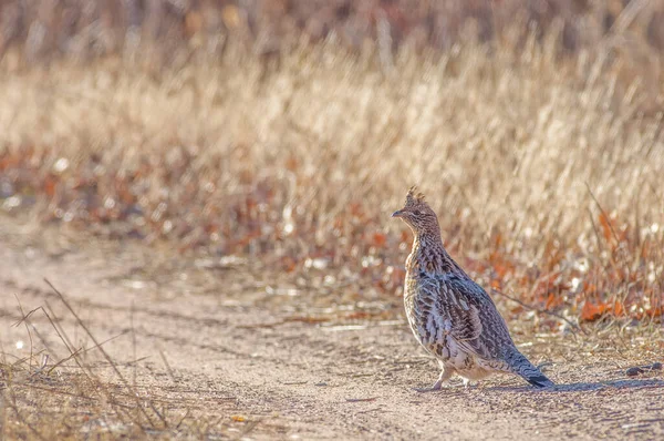 Ruffed Grouse Rural Road Crex Meadows Wildlife Area Northern Wisconsin — Stock Photo, Image