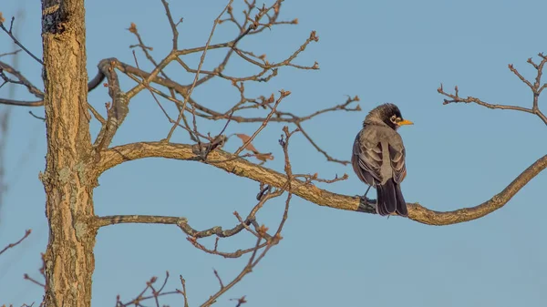 American Robin Perched Tree Branch Blue Sky Background Governor Knowles — Stock Photo, Image