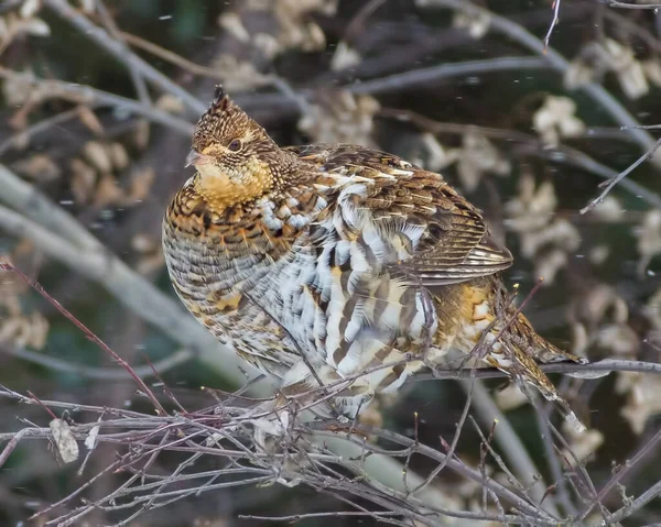 Grouse Ruffed Empoleirado Uma Árvore Tomada Dia Inverno Nevando Nublado — Fotografia de Stock