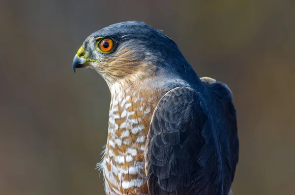 Duluth, Minnesota 'daki Hawk Ridge Kuş Gözlemevi' nde sonbahar kuş göçleri sırasında çekilen keskin zekalı şahin portresi.