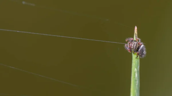 Fechamento Uma Aranha Uma Lâmina Alta Grama Trabalhando Com Ela — Fotografia de Stock