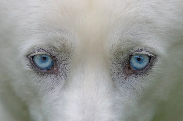 Beautiful Closeup Blue Eyes Sweet Siberian Husky Dog — Stock Photo, Image