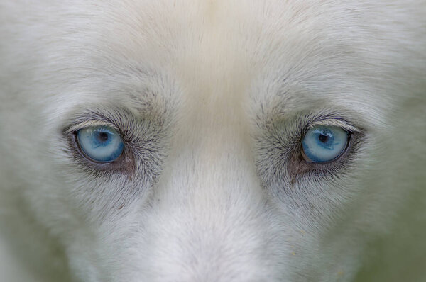 Beautiful closeup of the blue eyes of a sweet siberian husky dog