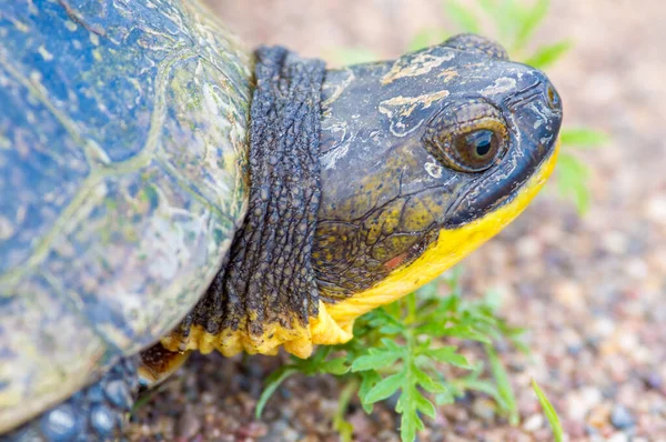 Blanding Turtle Portrait Gravel Rural Road Crex Meadows Wildlife Area Royalty Free Stock Images