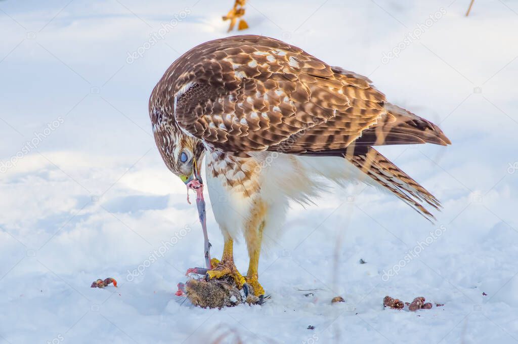 Red-tailed hawk eating a squirrel on a snowy winter day near the Mississippi River in Minneapolis Minnesota