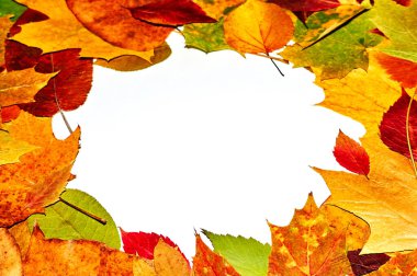 İzole edilmiş beyaz arkaplanda çok renkli sonbahar yaprakları