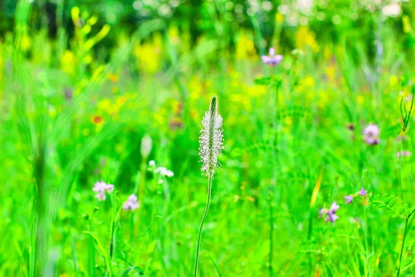Wild wild flowers with the background blurred — Stock Photo, Image