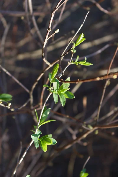 Makro Aus Zweigen Mit Frischen Grünen Blättern Isoliert Auf Schwarzem — Stockfoto