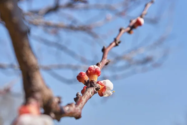 Apricot Tree Flowering Buds Spring — Stock Photo, Image