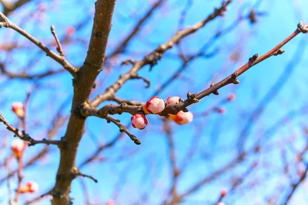 Mladý meruňkový strom kvete v jarních pupenech — Stock fotografie