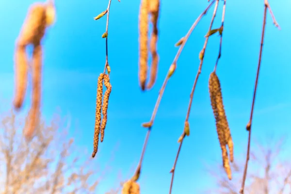 Les premières jeunes feuilles jaunes printanières et boucles d'oreilles de bouleau sur un fond d'arbres et de ciel bleu dans les rayons du soleil couchant en mise au point douce. Éveil printanier et épanouissement de la nature — Photo