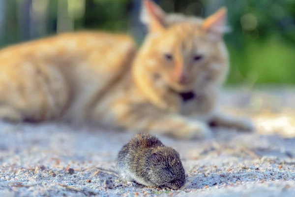 red cat and gray mouse on the sand on the background of the forest, the victim and the killer, the hunter cornered his victim and enjoys the victory.