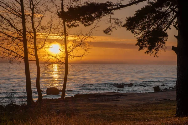 Beau Coucher Soleil Luxuriant Jette Coup Oeil Travers Fond Arbres — Photo