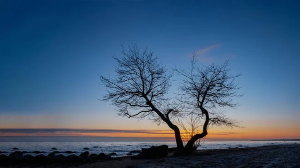 Ein Überraschend Schöner Baum Wächst Bei Sonnenuntergang Aus Gefrorenem Sand — Stockfoto