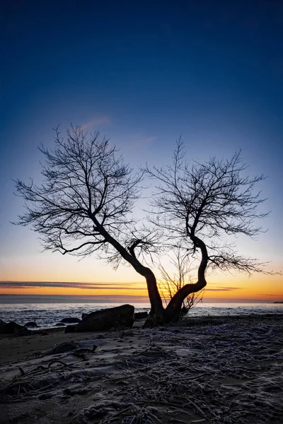 놀라울 정도로 아름다운 나무가 얼어붙은 모래에서 자란다 나무와 바다와 하늘이 — 스톡 사진