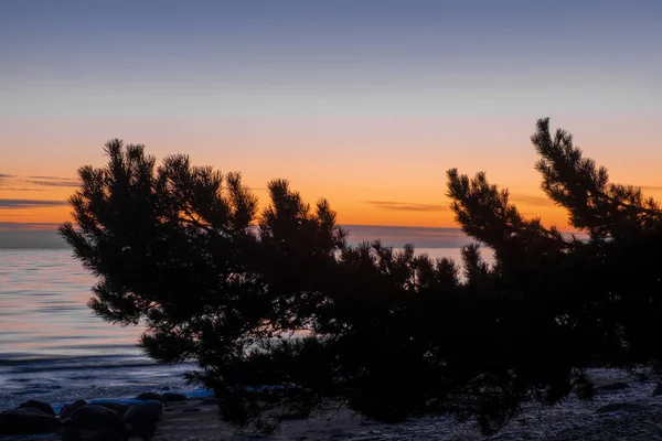 Verbazingwekkend Mooie Zonsondergang Noordzee Met Een Tak Van Sparren Voorgrond — Stockfoto