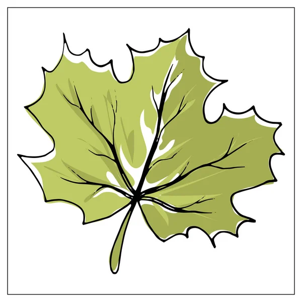 Vector illustratie met esdoorn blad op een witte achtergrond. — Stockvector
