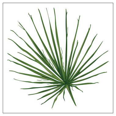 Beyaz arka planda gerçekçi palmiye yaprağı.