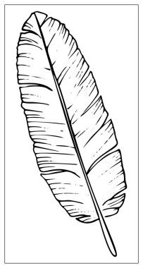 Beyaz arkaplanda izole edilmiş vektör palmiye yaprağı.
