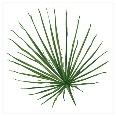 Beyaz arka planda gerçekçi palmiye yaprağı.