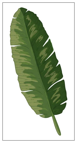 Realistic palm leaf on a white background. — Stock Vector