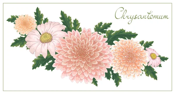 Illustration florale vectorielle avec des chrysanthèmes roses sur fond blanc — Image vectorielle