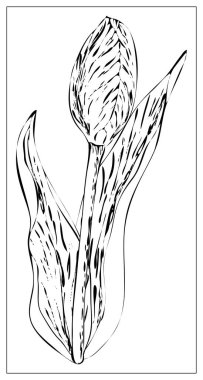 Lale çiçeği siluetiyle vektör çiçek çizimi.