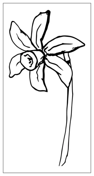 Vektorová květinová ilustrace se siluetou narcisy. — Stockový vektor