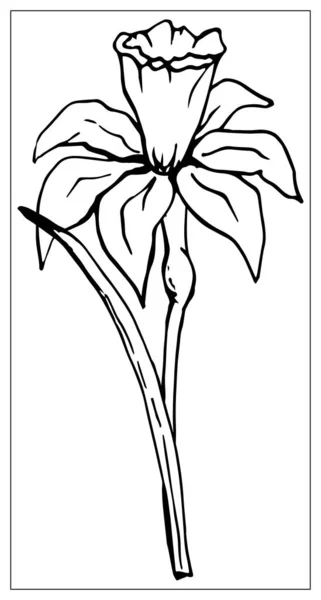 Ilustração floral vetorial com uma silhueta de flor de narciso . — Vetor de Stock