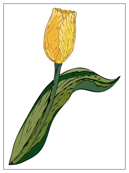 Ilustração floral vetorial com flor de tulipa . —  Vetores de Stock