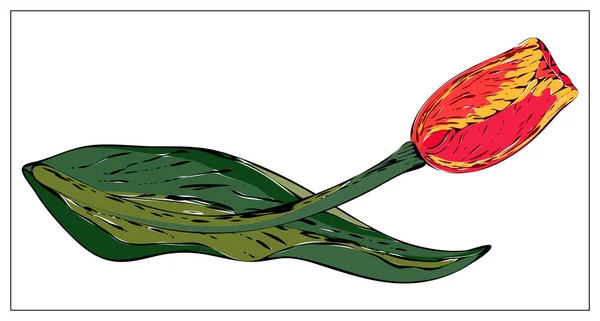 Ilustración floral vectorial con flor de tulipán . — Archivo Imágenes Vectoriales