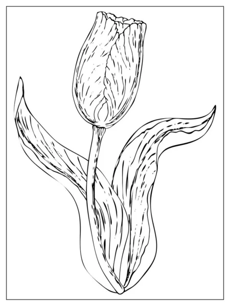 Ilustração floral vetorial com silhueta de flor de tulipa . — Vetor de Stock