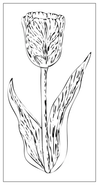 Ilustración floral vectorial con silueta de flor de tulipán . — Vector de stock
