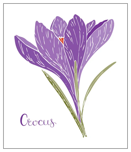 Illustration florale vectorielle avec fleur de crocus violet — Image vectorielle