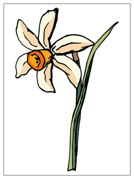Ilustração floral vetorial com flor de narciso isolada sobre um fundo branco . — Vetor de Stock