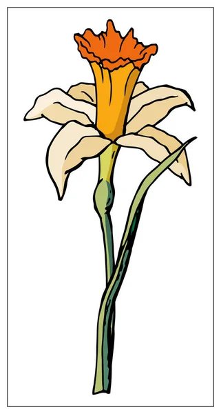 Vector floral illustration with daffodil flower isolated on a white background. — 스톡 벡터