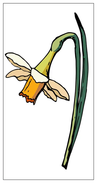 Ilustração floral vetorial com flor de narciso isolada sobre um fundo branco . — Vetor de Stock