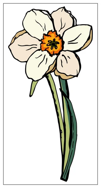 Vector floral illustration with daffodil flower isolated on a white background. — 스톡 벡터