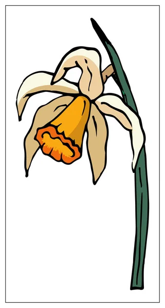 Ilustração floral vetorial com flor de narciso isolada sobre um fundo branco . — Vetor de Stock